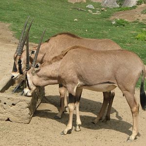 Fringe-eared oryx
