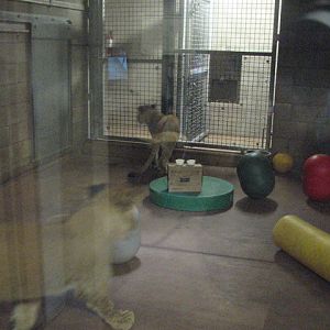 A peek inside the lion house