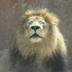 African lion