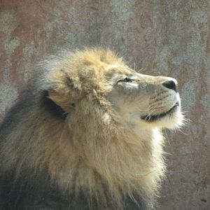 African lion