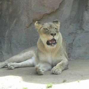 African lion