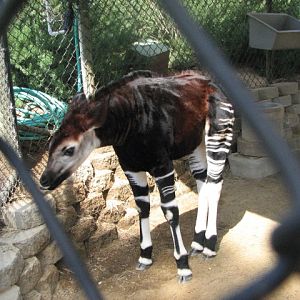 Okapi calf