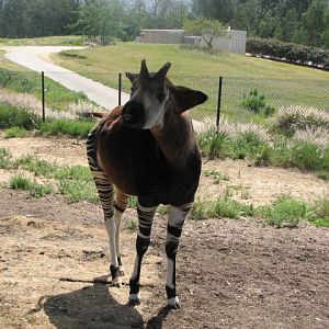 Okapi bull