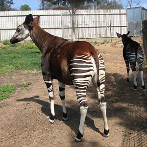 Okapi mom and calf
