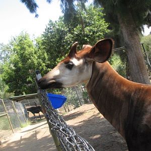Okapi