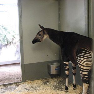 Okapi in barn