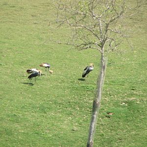 East African crowned cranes
