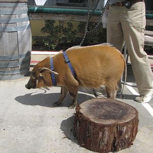 Red River hog