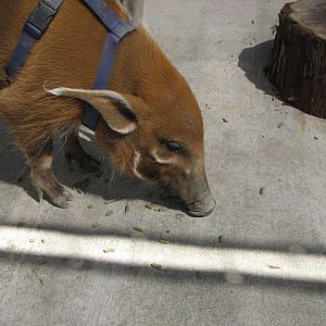 Red river hog