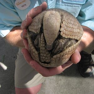 Three banded armadilllo