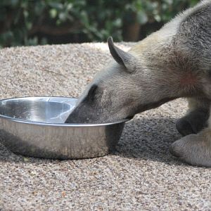 Tamandua