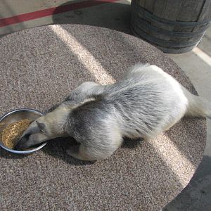 Tamandua