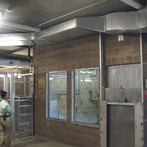 Tiger indoor holding