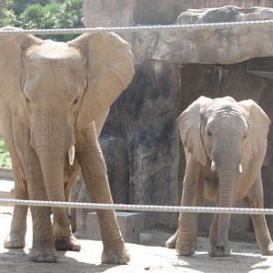 African elephants
