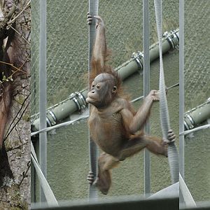Baby Bornean orang comparison Natalia and Iznee