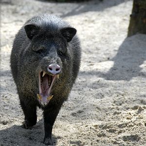 Collared Peccary