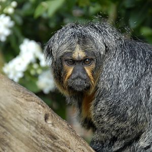White-Faced Saki