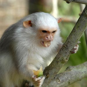 Silvery Marmoset