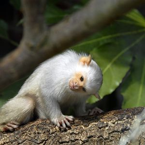 Silvery Marmoset