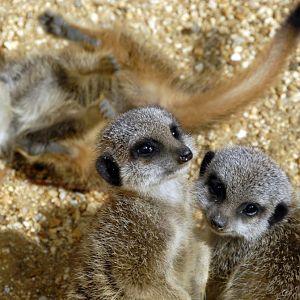Meerkat pups