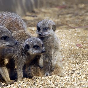 Meerkat pups