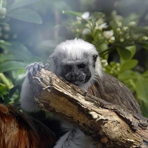 Cotton-Top Tamarin