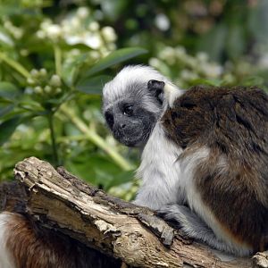 Cotton-Top Tamarin