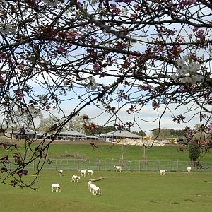 Scimitar Horned Oryx and Wild Explorers progress