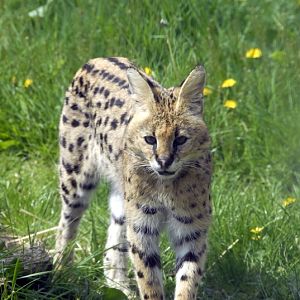 Serval