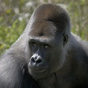 Western gorilla Pertinax
