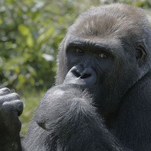 Western gorilla NDowe