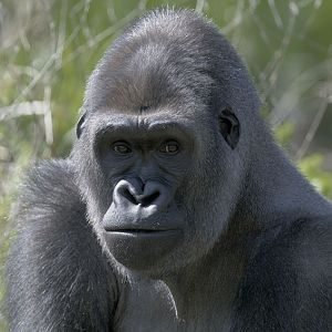 Western gorilla Kivu