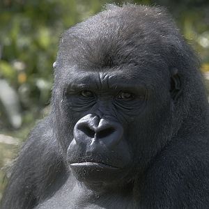 Western gorilla Matadi