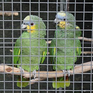Orange winged Amazon parrot. 2-4-15