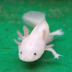 Axelotl