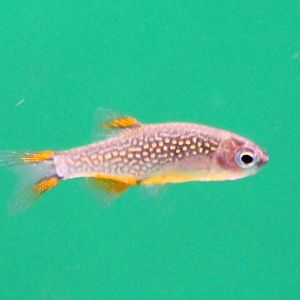 Rasbora galaxy