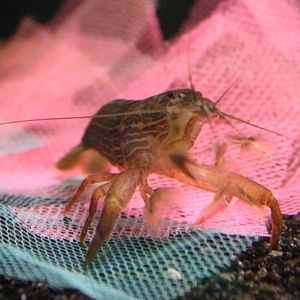 Freshwater shrimp