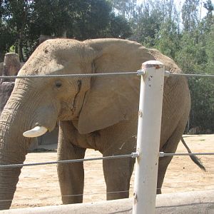 African elephant