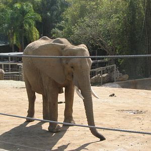 African elephant