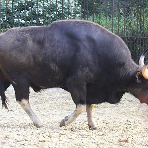 Indian Gaur (Bos gaurus gaurus), male, April 2015