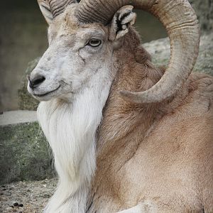 Transcapian Urial (Ovis vignei arkal), April 2015