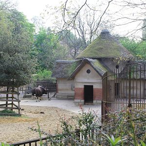 Indian Gaurs paddock