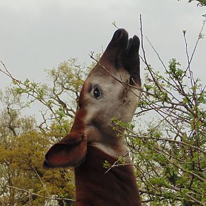 Okapi