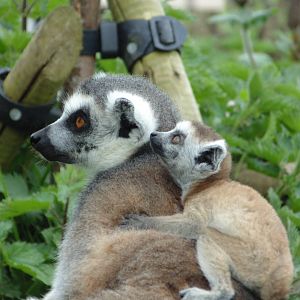 Ring Tailed Lemur