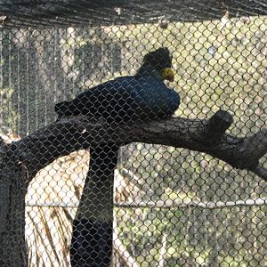 Great blue turaco