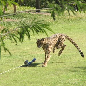 Cheetah run
