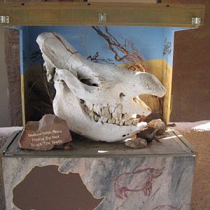 Rhino skull
