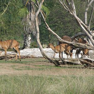 Nyala