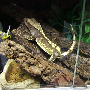 Jungle World Northern Ireland