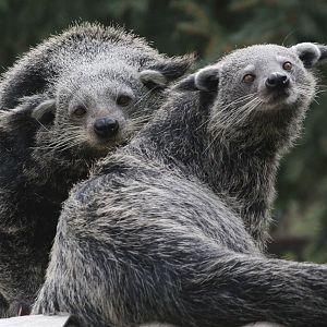 Malayan Binturongs (Arctictis b. binturong), April 2015
